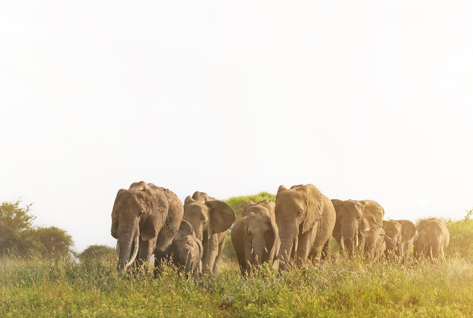 Arusha - 4