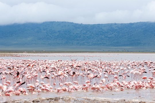 6-Day Big Five Explorer