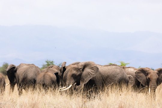 Planning a multi-generational safari in Tanzania - photograph 3