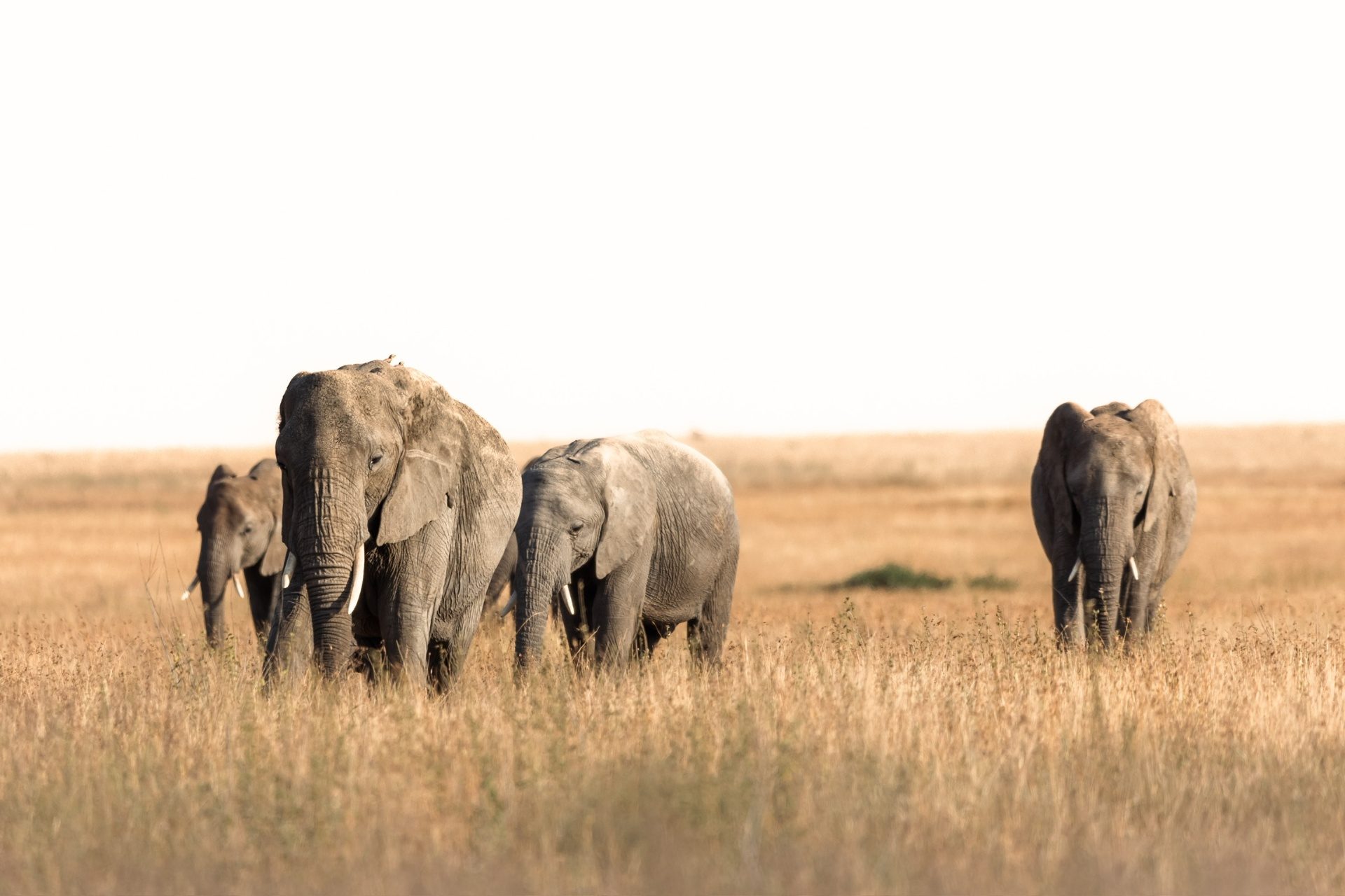 Planning a multi-generational safari in Tanzania - photograph 1