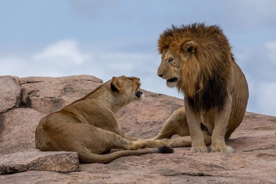 5-Day Serengeti Fly & Drive