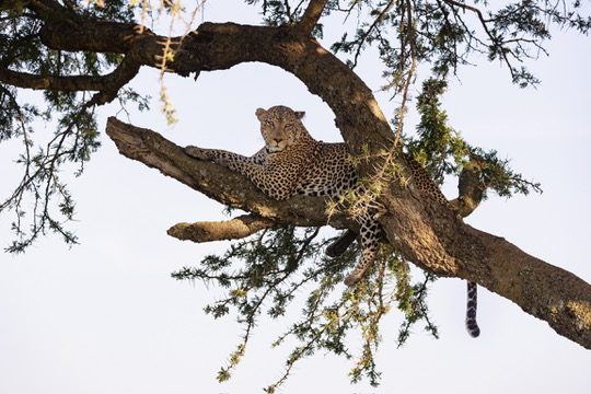 Nine unforgettable camps in the Serengeti ecosystem