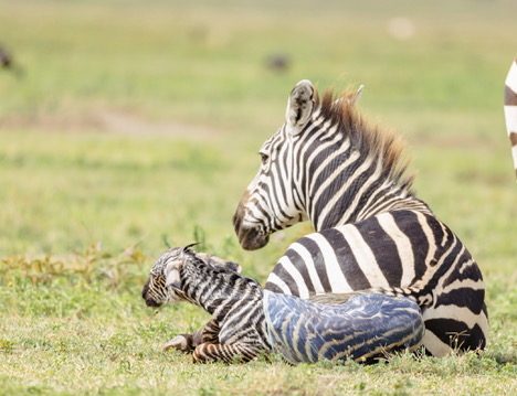 1-Day Arusha City Experience