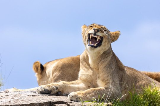 2-Day Tarangire Escape