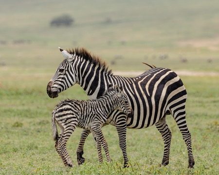 6-Day Great Migration: Grumeti River Crossing Season