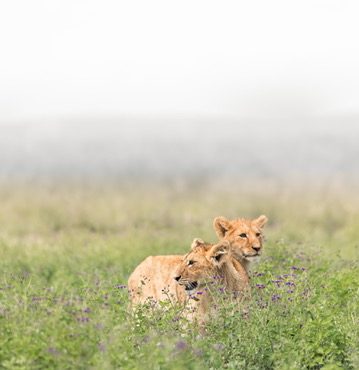 Planning a multi-generational safari in Tanzania