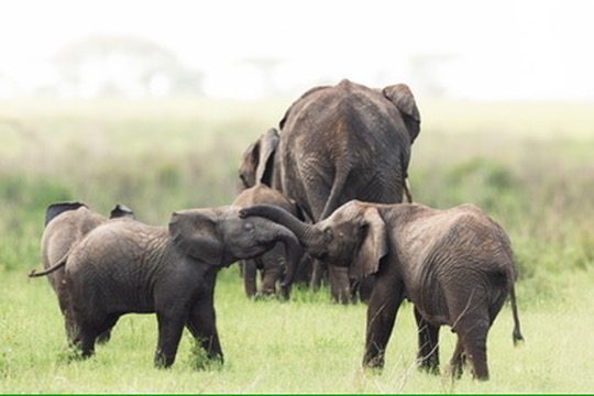 1-Day Tarangire Safari