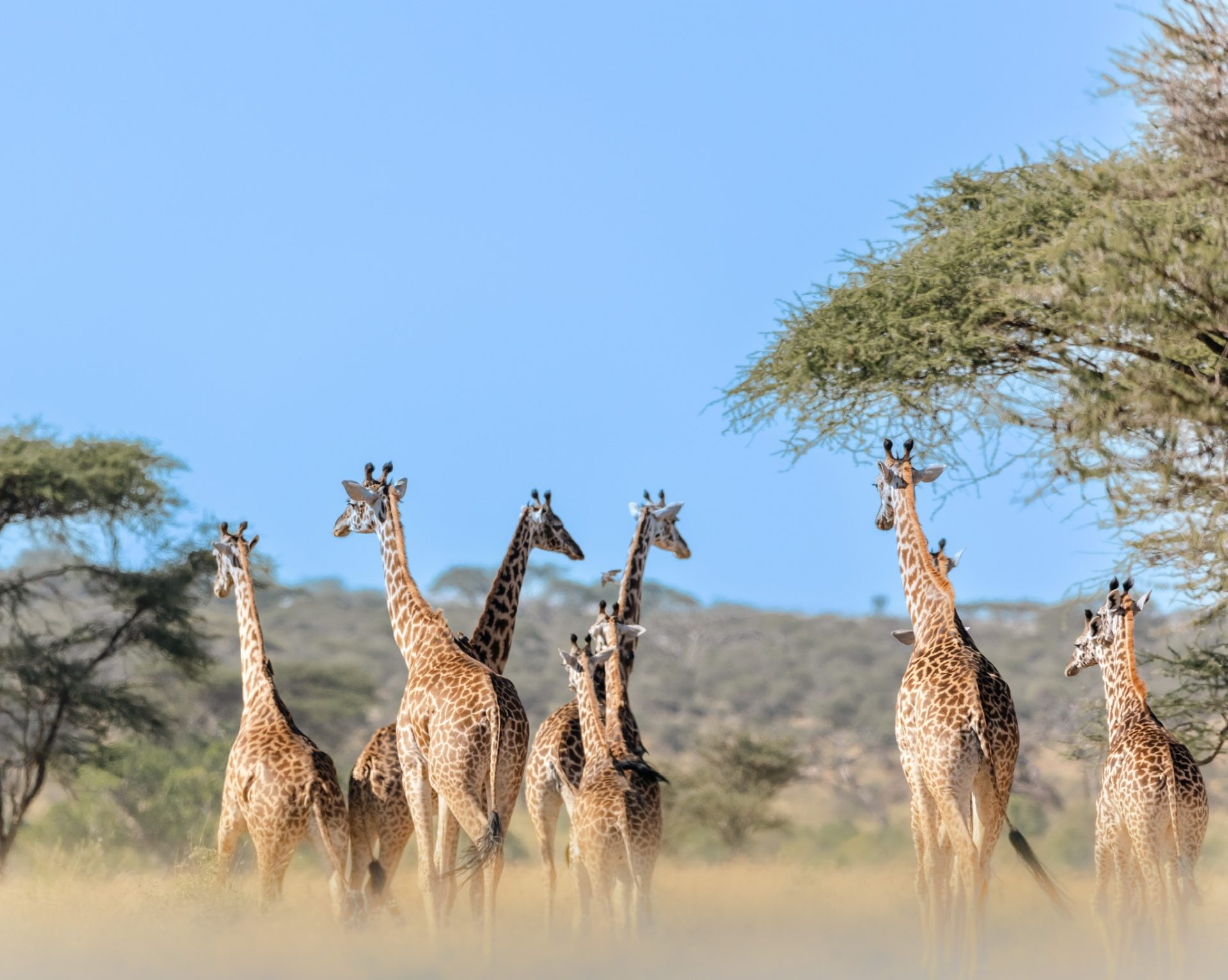 Kilimanjaro